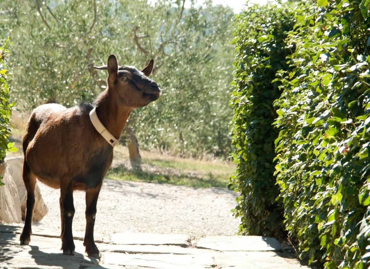 Tenuta Di Forte Sorgnano Gualdo Cattaneo Exteriör bild